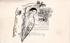O jablůňce se zlatými jablky - Ukáže se, že snad datel něco ví... 1950