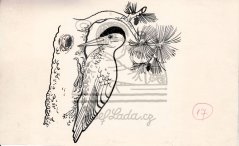 O jablůňce se zlatými jablky - Ukáže se, že snad datel něco ví... 1950